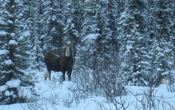 moose in a forest with snow